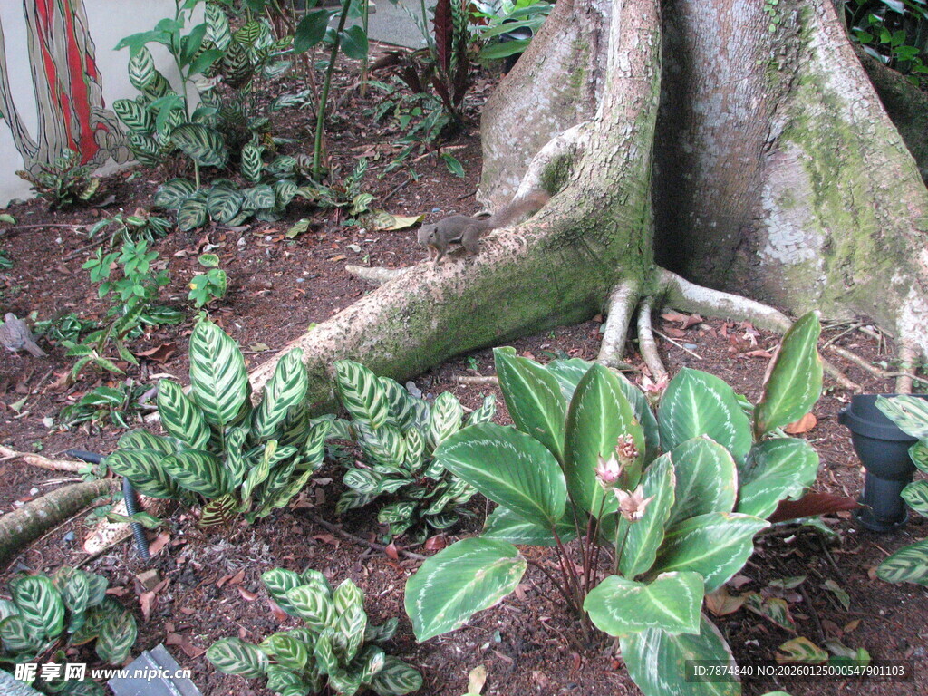 盘根错节的树下绿植景观