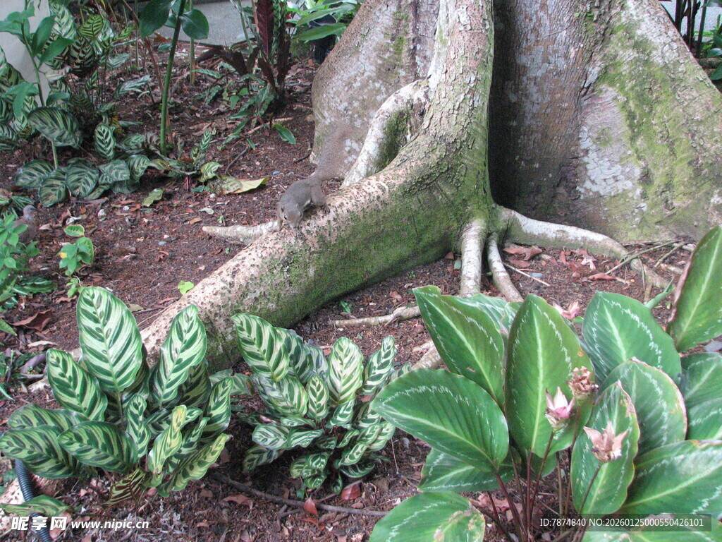 盘根错节的树根与绿植