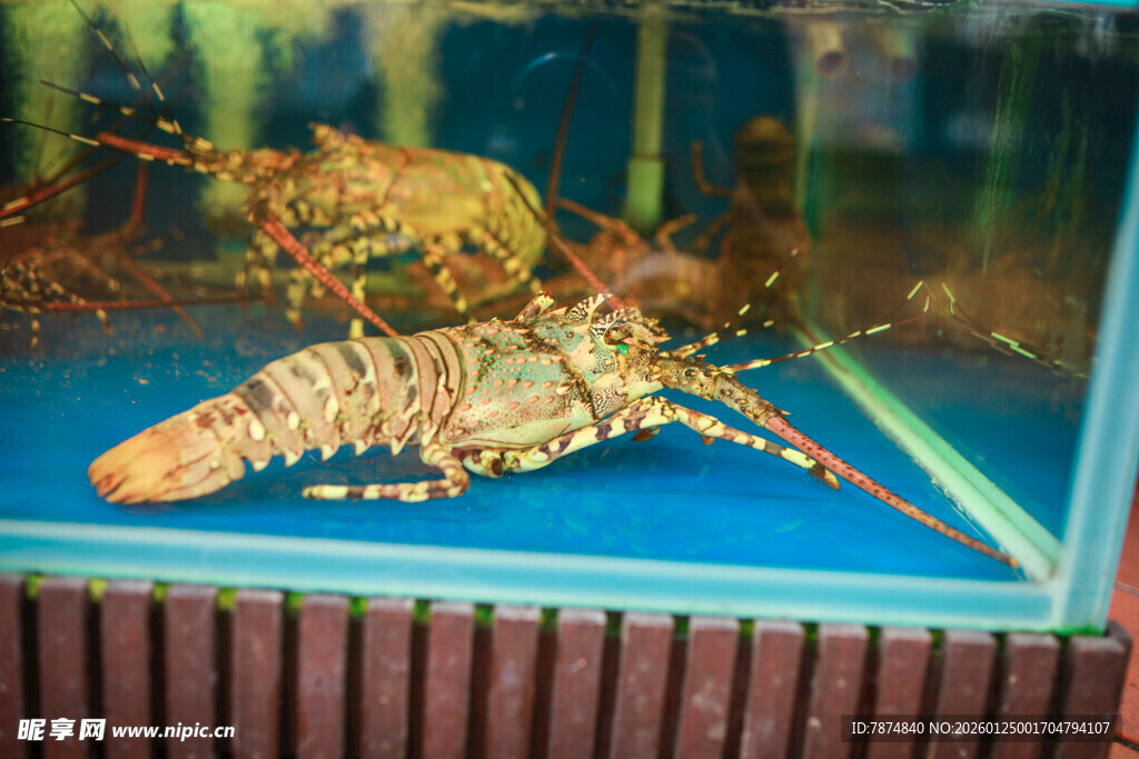 展示柜中的两只大龙虾