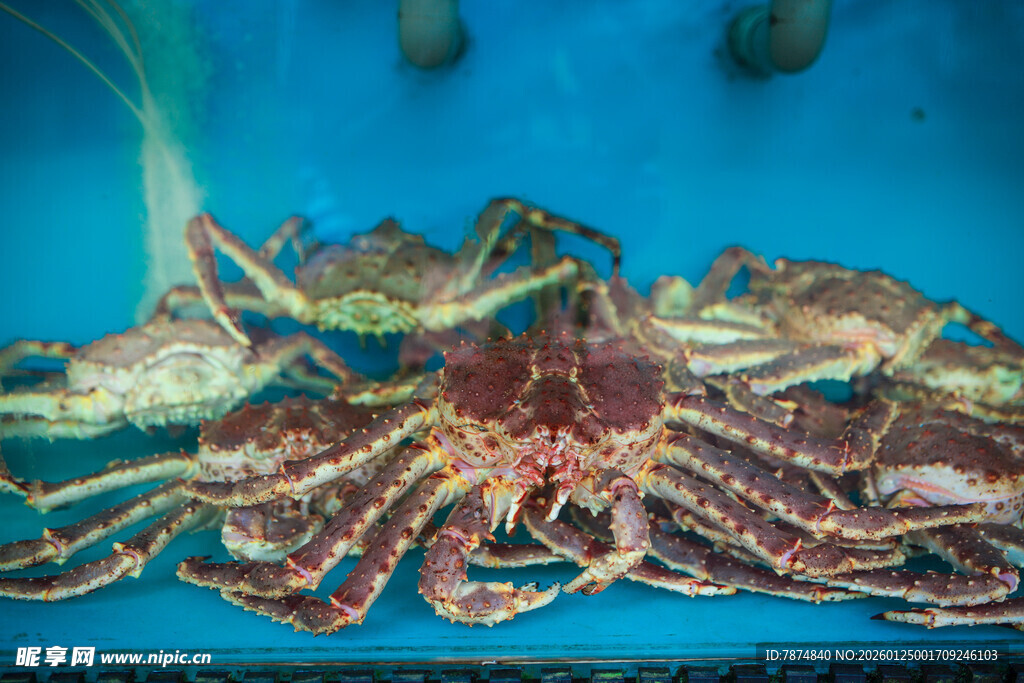 深海多彩螃蟹特写