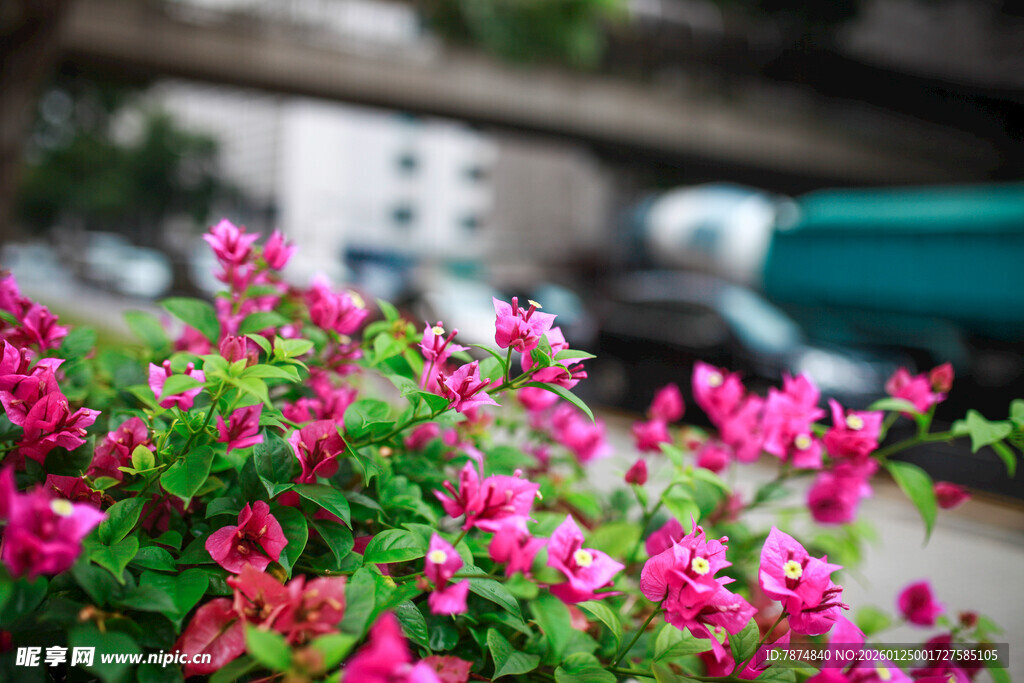 娇艳三角梅绽放于路旁