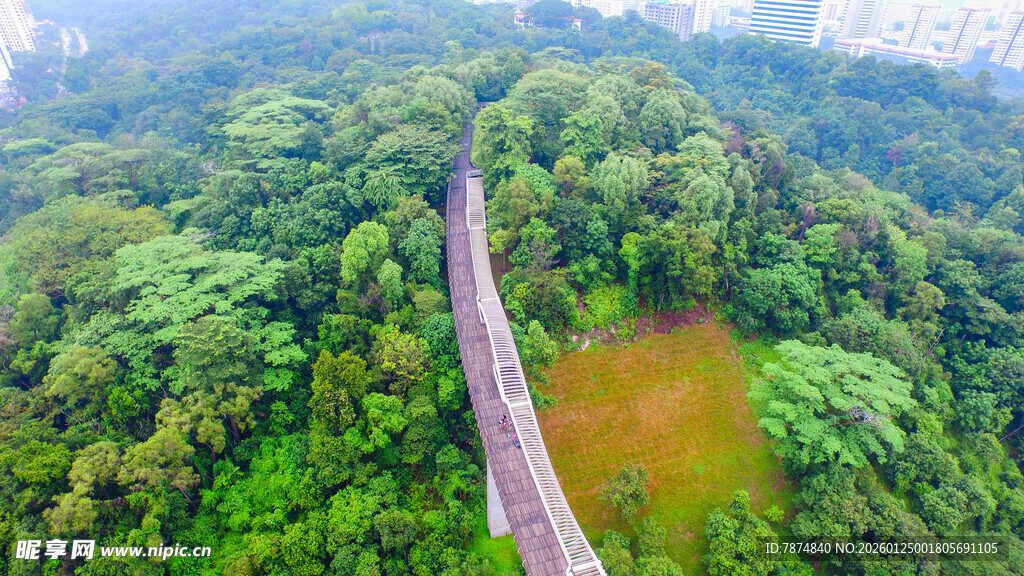 雨林中的悬空木桥景观