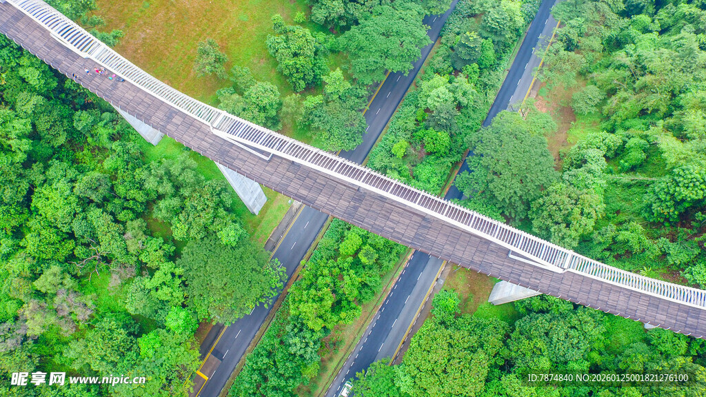空中俯瞰跨林高架桥