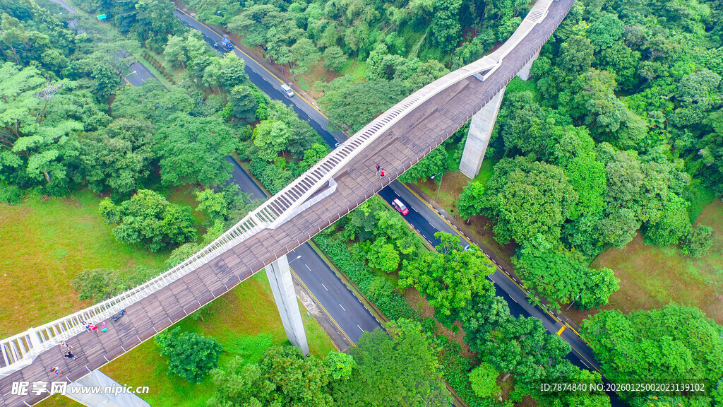 高架桥穿越葱郁森林