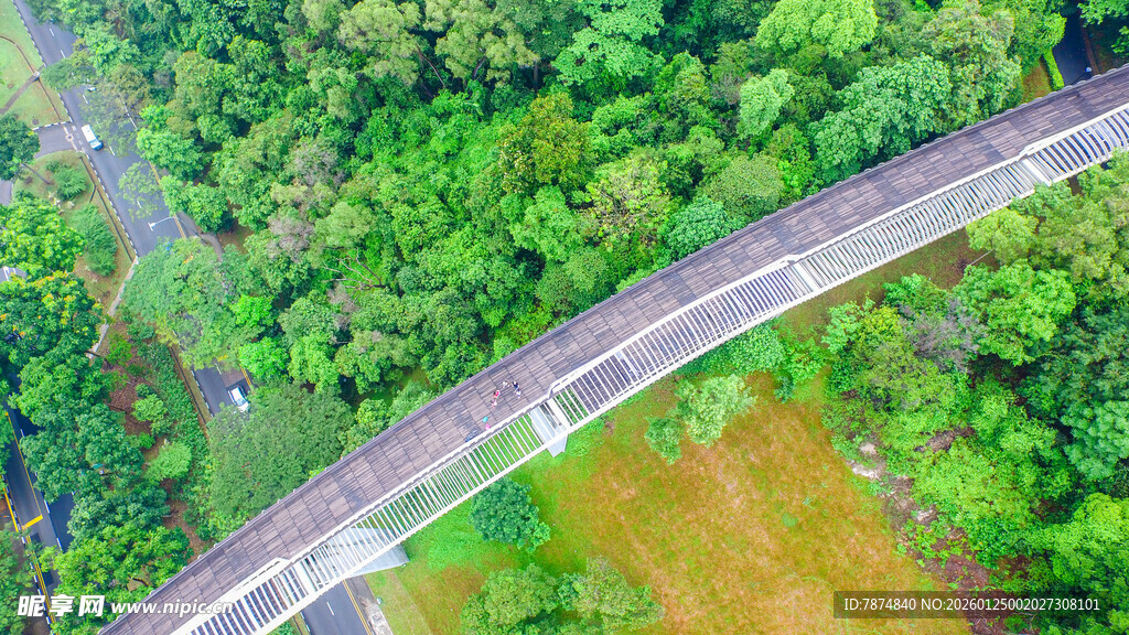 公路穿行于葱郁森林间