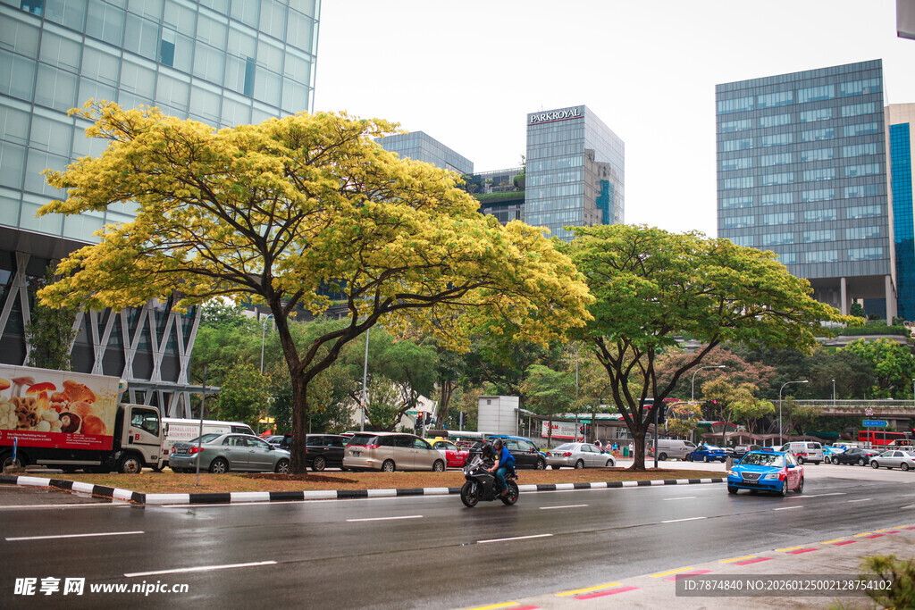 城市街道旁的葱郁树木