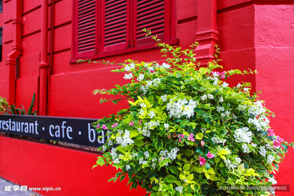红墙旁的清新绿植花卉
