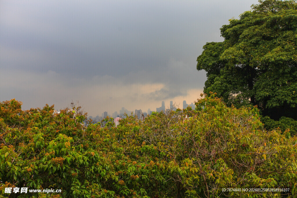 繁茂树林 天空阴沉之景