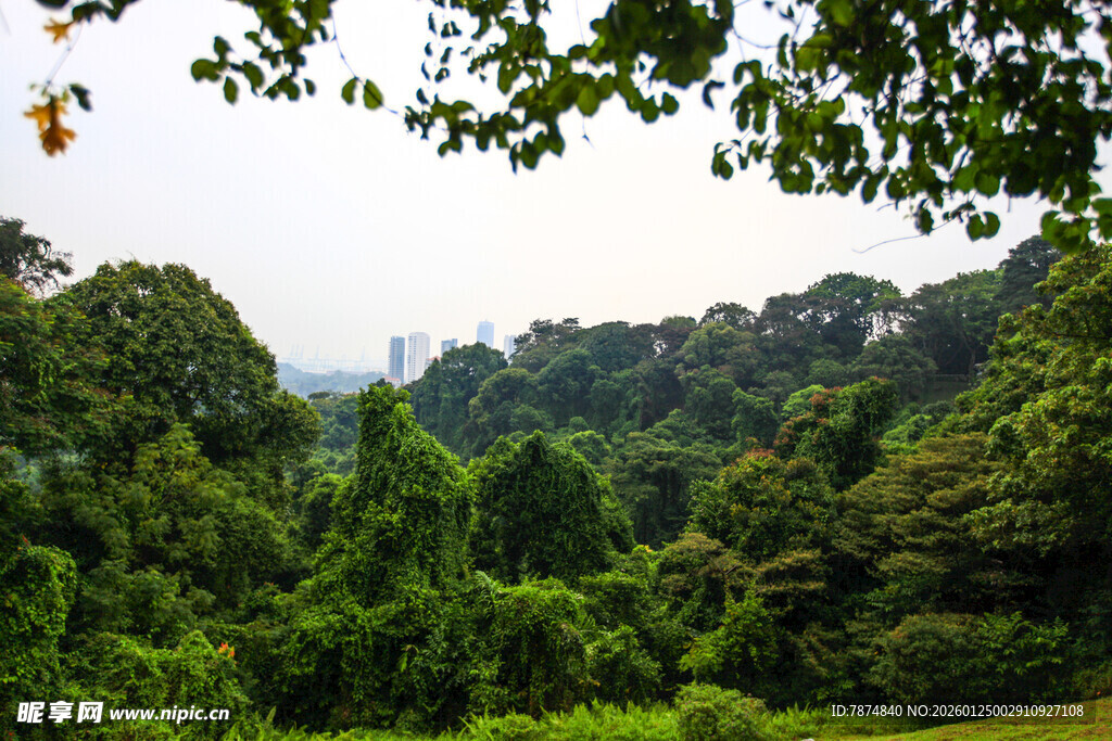 绿意盎然的森林景观