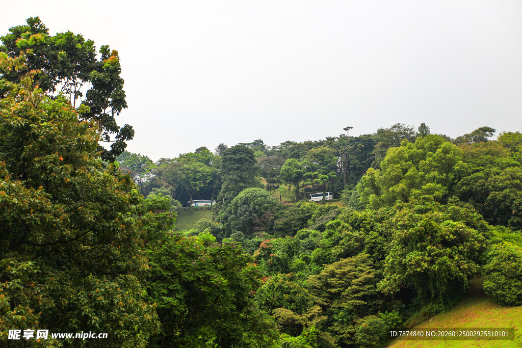 郁郁葱葱的山林景观