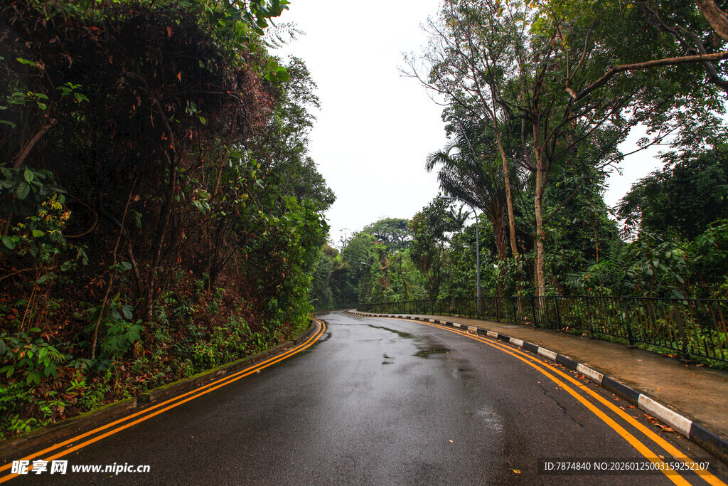 雨林中蜿蜒的湿润公路