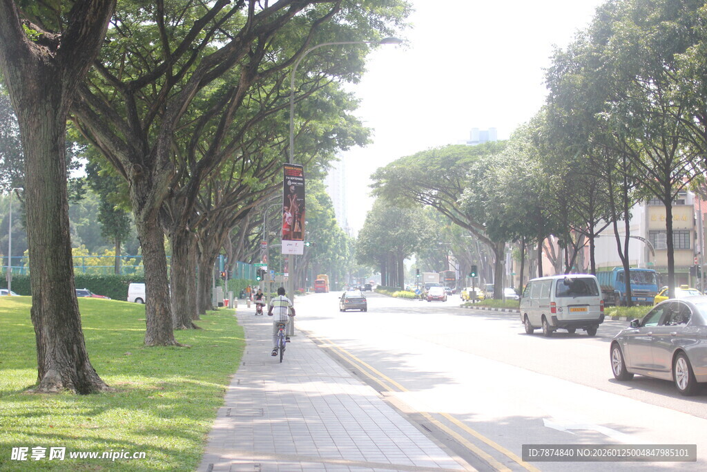 林荫街道上的车辆与行人