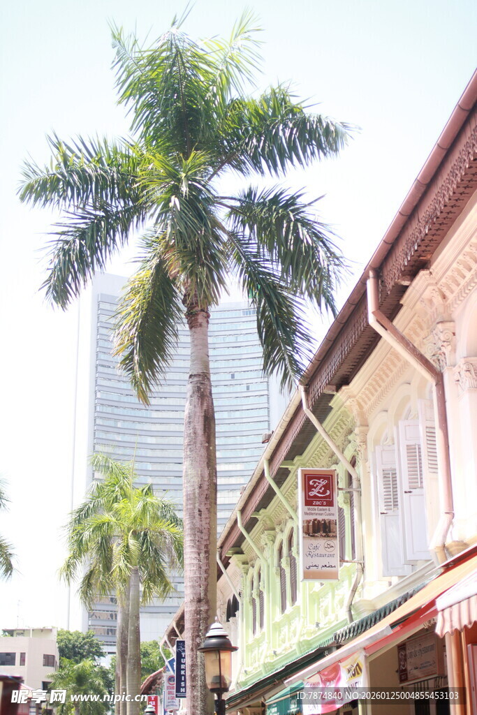 街道旁的棕榈树与建筑