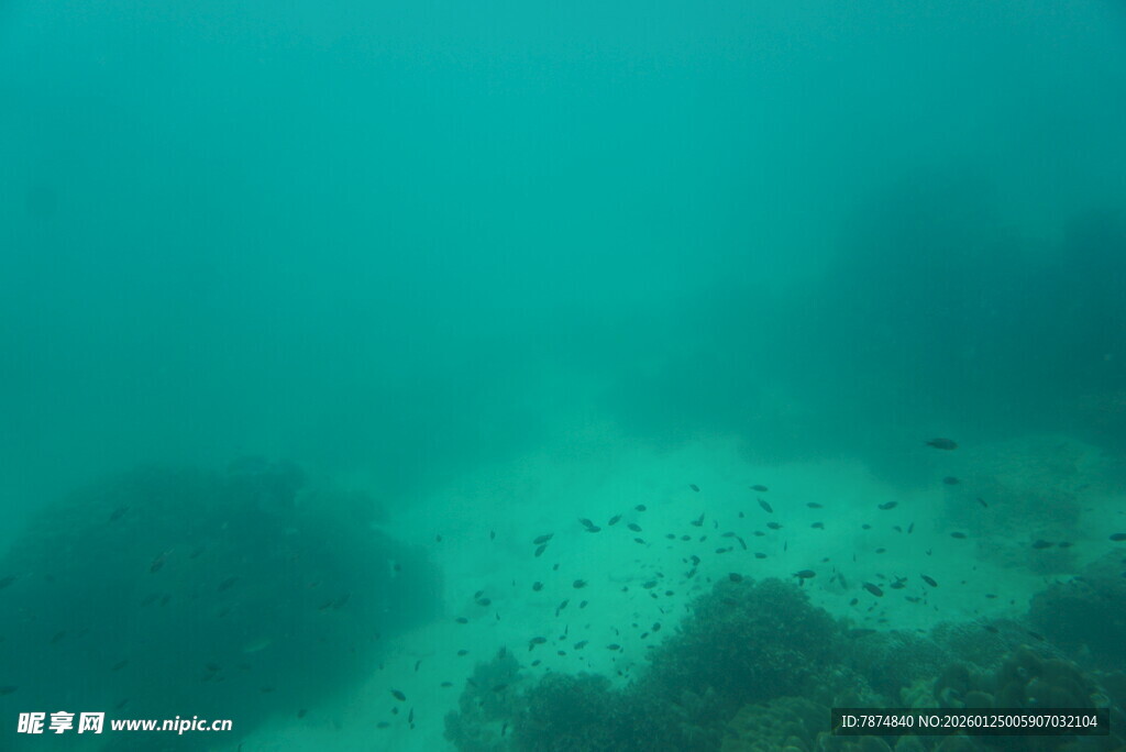 海底珊瑚景象