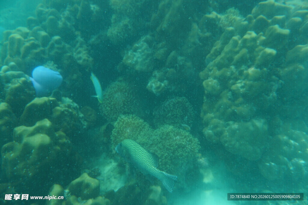 海底珊瑚与游动的鱼类
