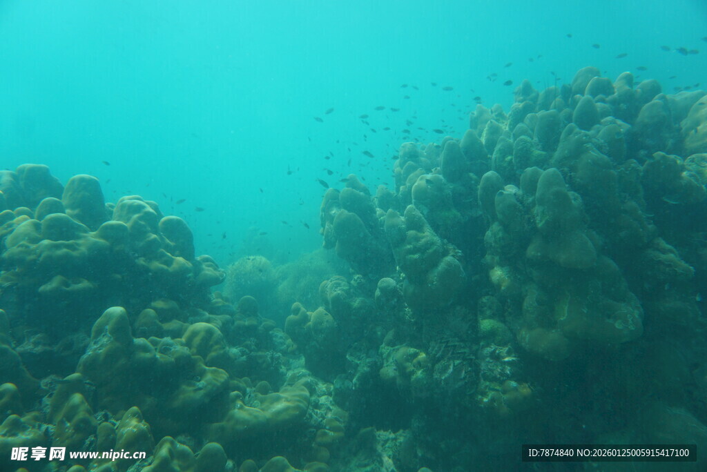 海底珊瑚景观