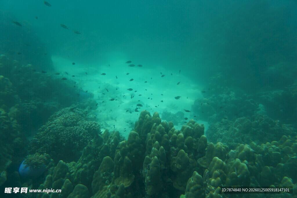 海底珊瑚景观