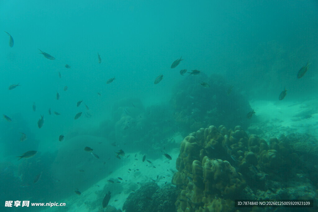 海底珊瑚与游动的鱼