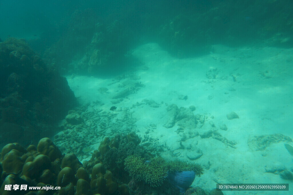 海底珊瑚景观