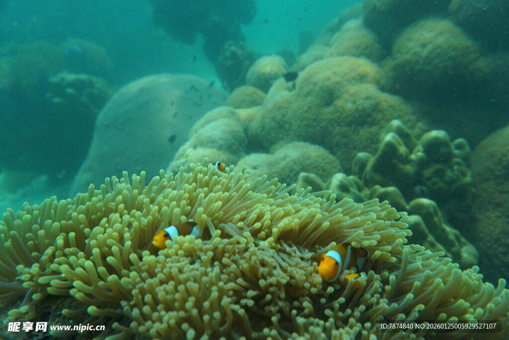 海底珊瑚丛中的可爱小鱼