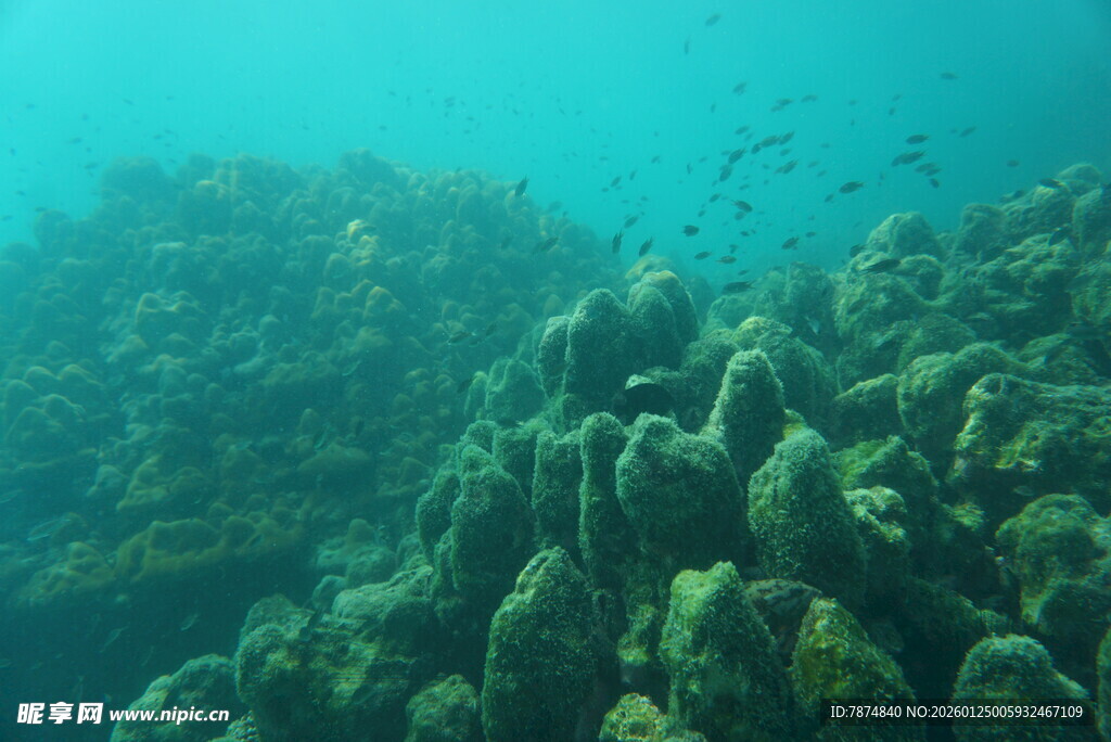海底珊瑚景观