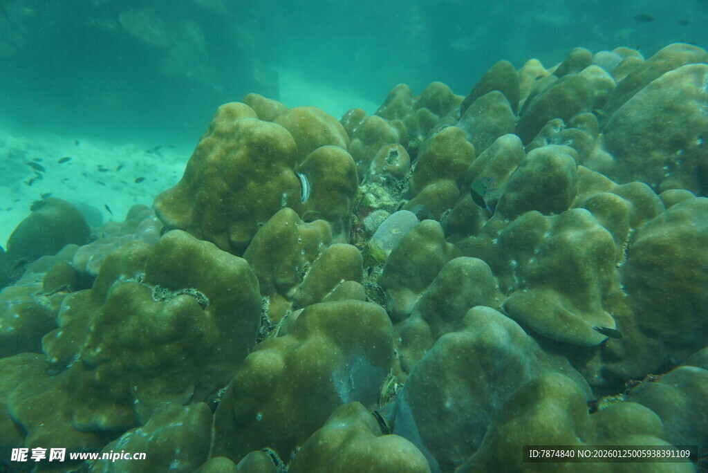 海底珊瑚景观