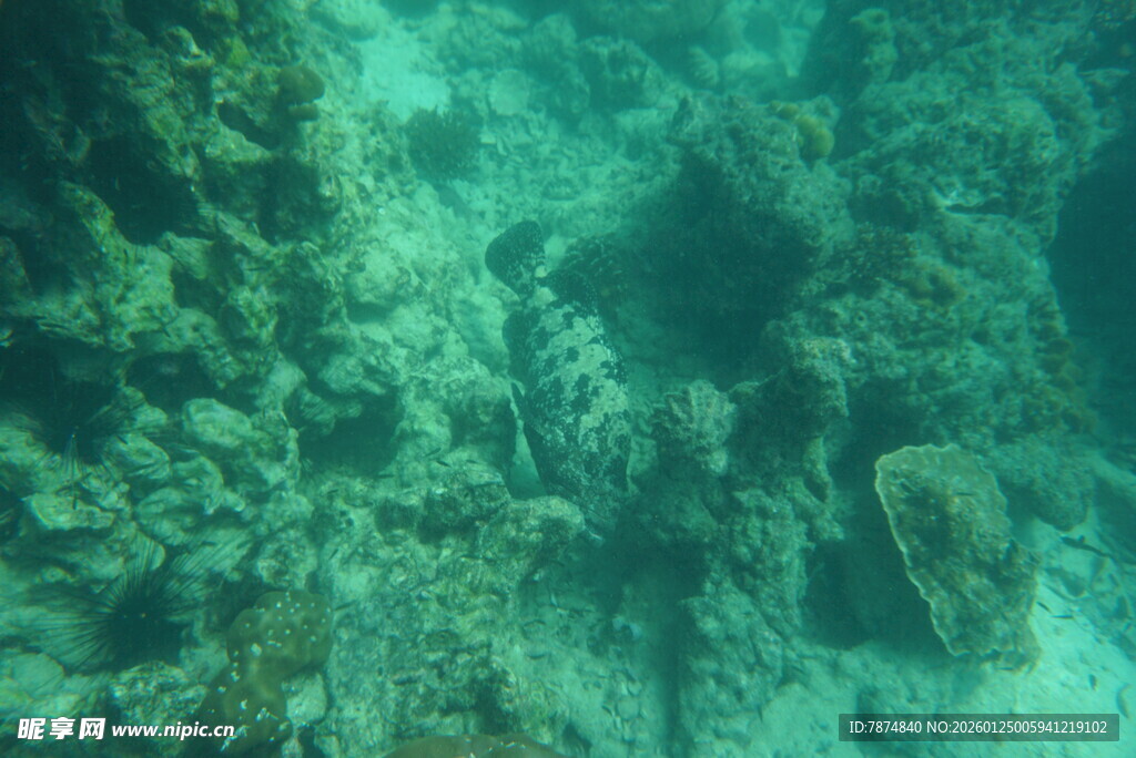 海底珊瑚景观