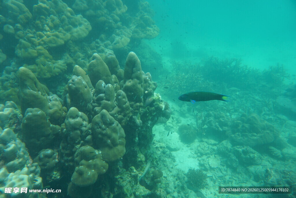 海底珊瑚旁游动的小鱼