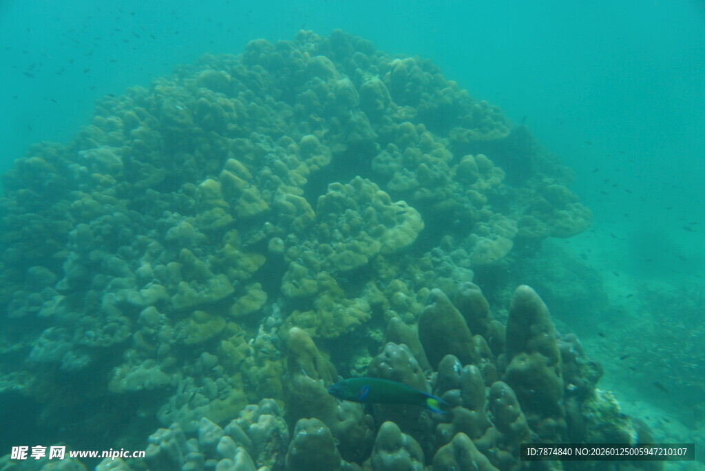 海底珊瑚景观