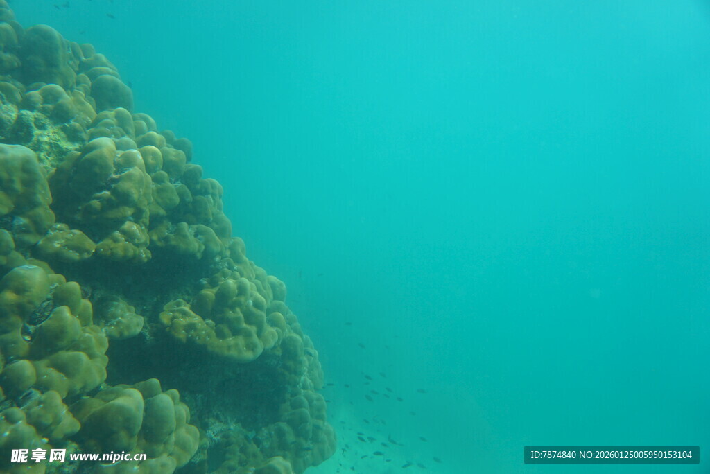 海底珊瑚景观