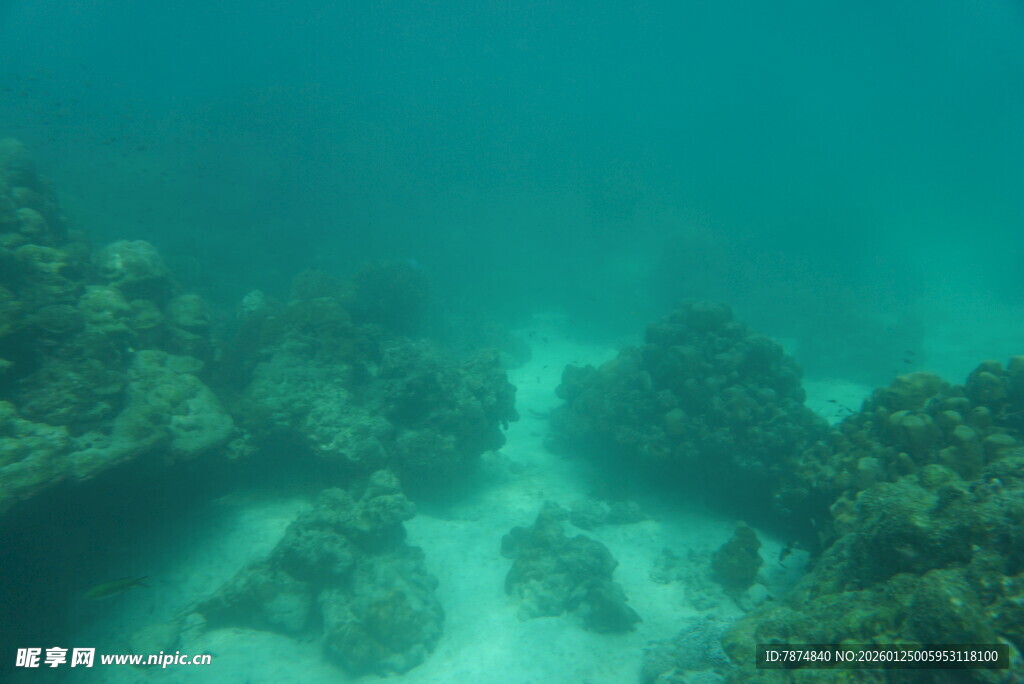 海底珊瑚景观