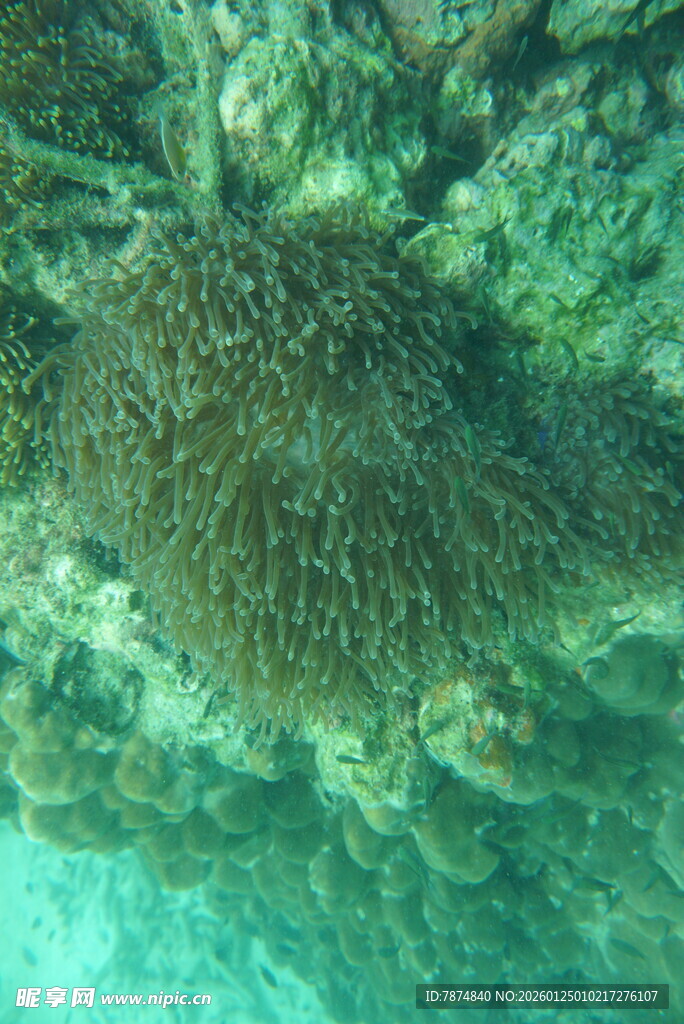 海底的珊瑚景观