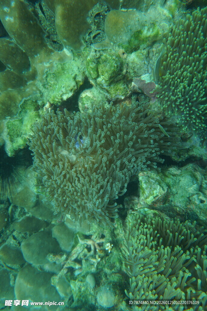 海底繁茂的珊瑚景观
