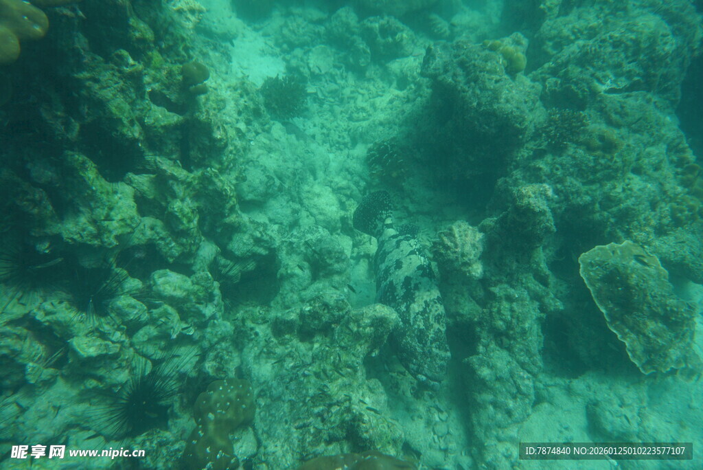海底珊瑚景观
