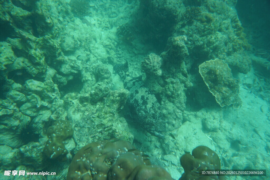 海底珊瑚景观