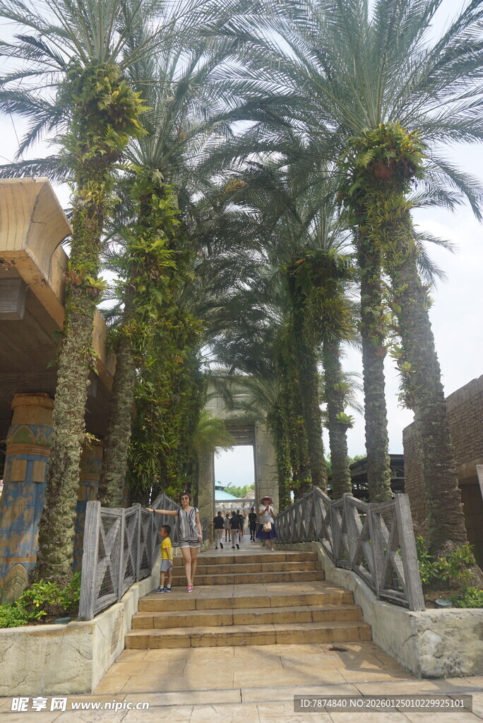 棕榈树环绕的步道