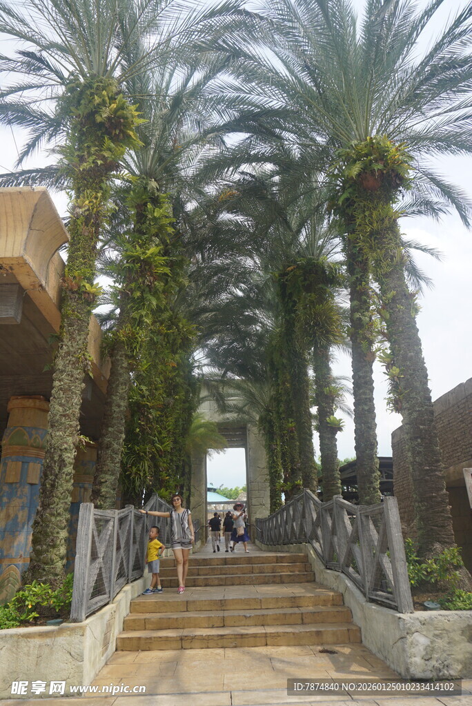 棕榈树环绕的步道景观