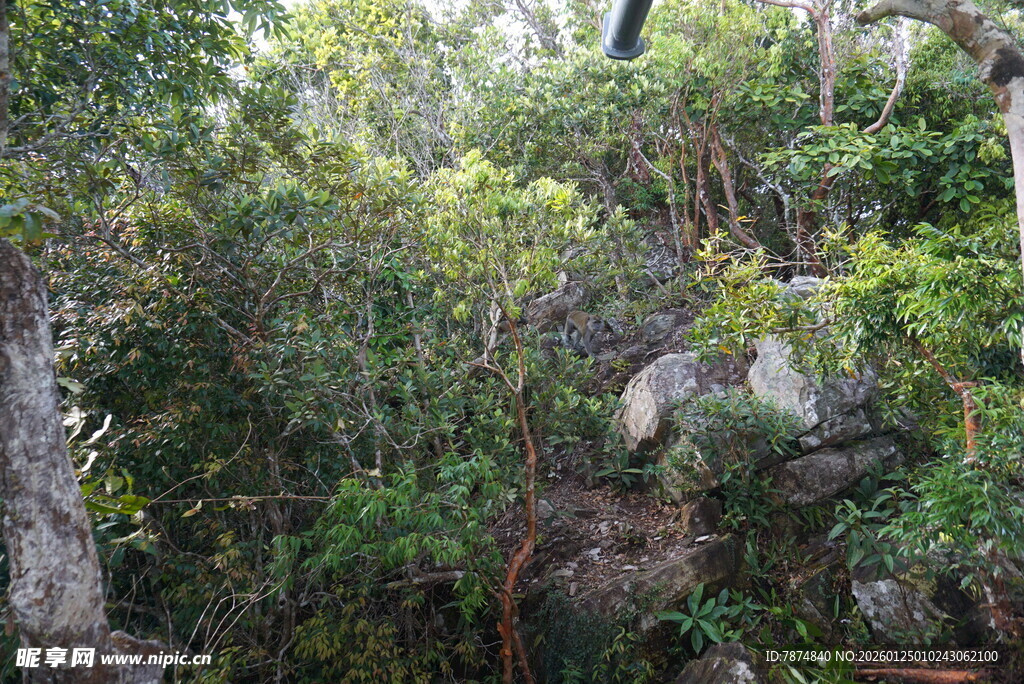 茂密丛林中的繁茂植被