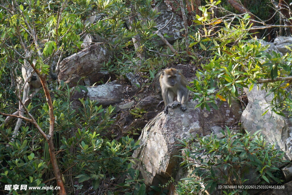 林间栖息的鸟儿