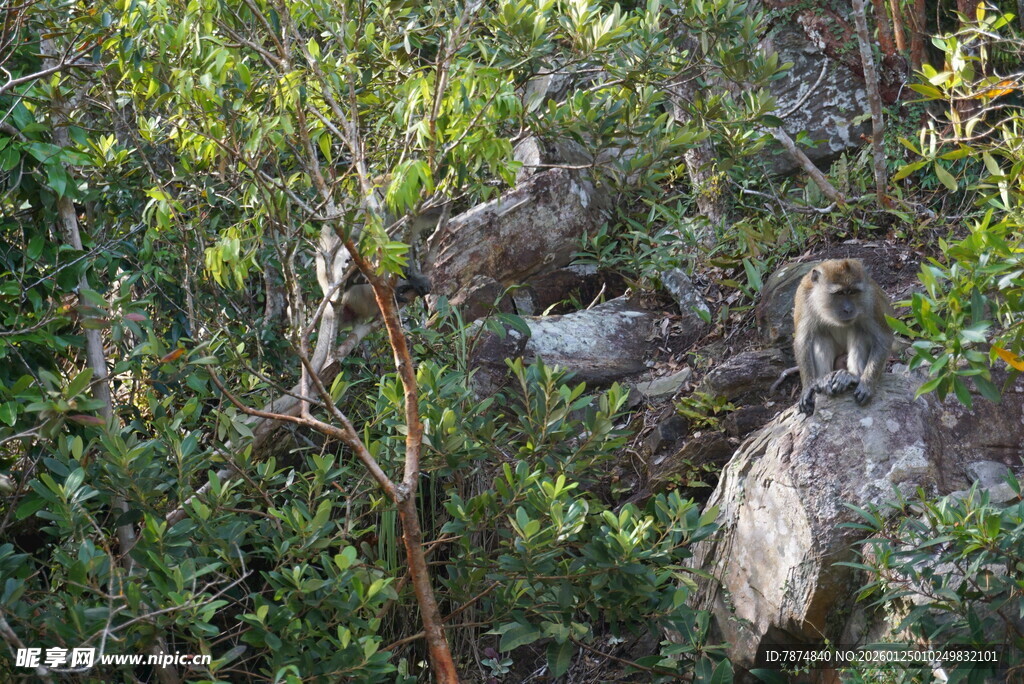 林中栖息的鸟儿