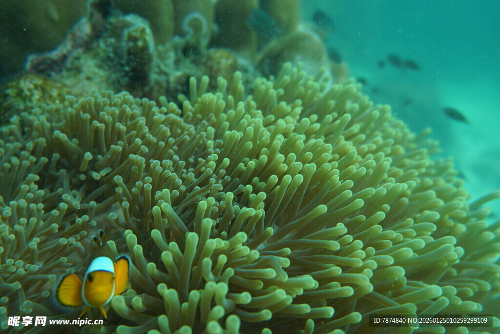 海底小丑鱼与海葵共生