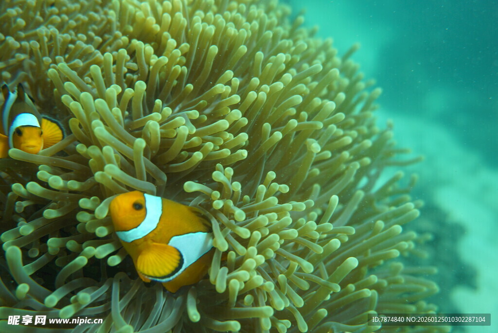 小丑鱼在海葵中嬉戏