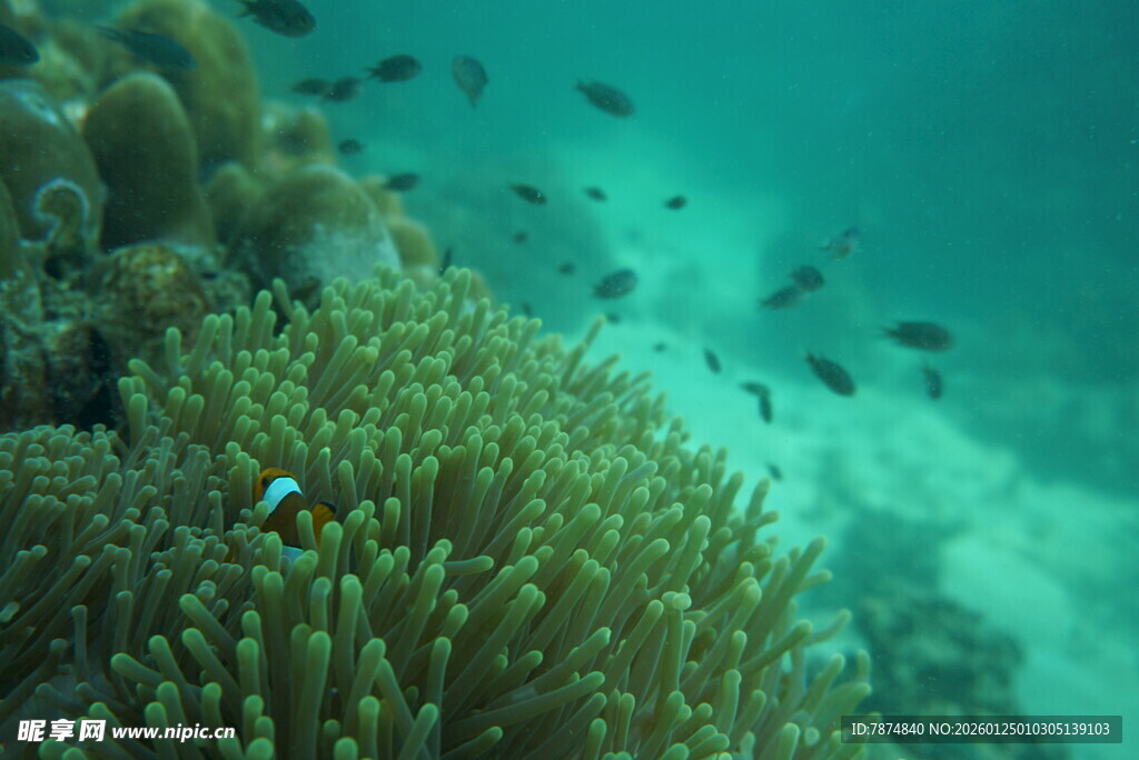 海底珊瑚与游动的小鱼
