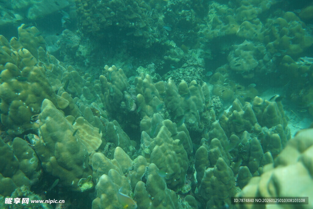 海底珊瑚景观