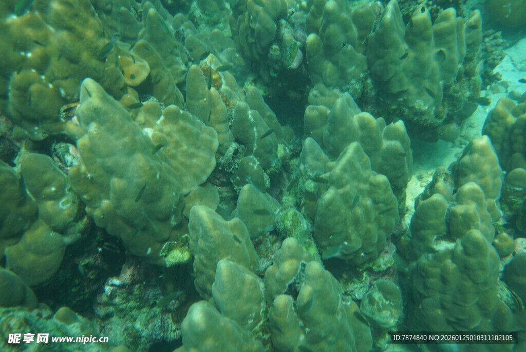 海底繁茂的珊瑚景观