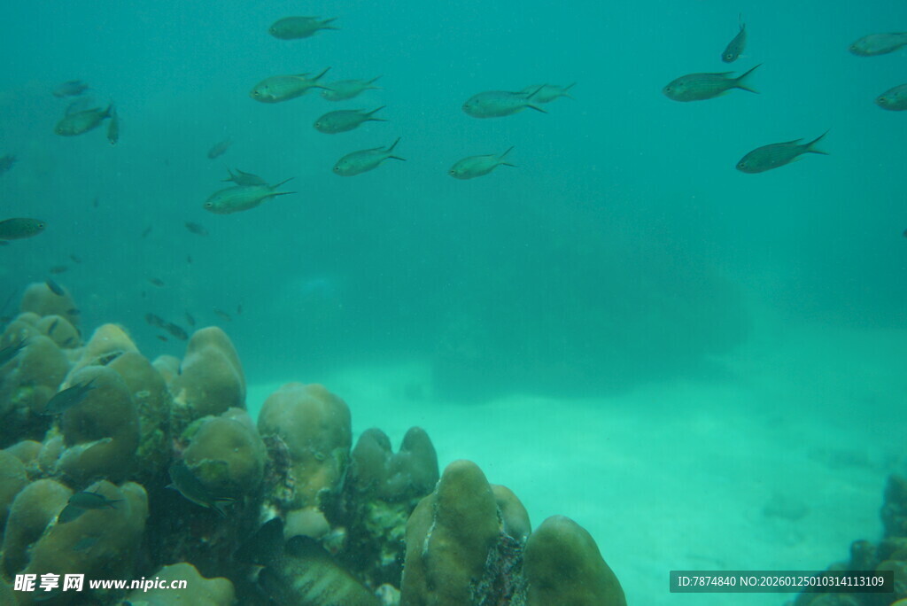 海底珊瑚与游动的鱼群