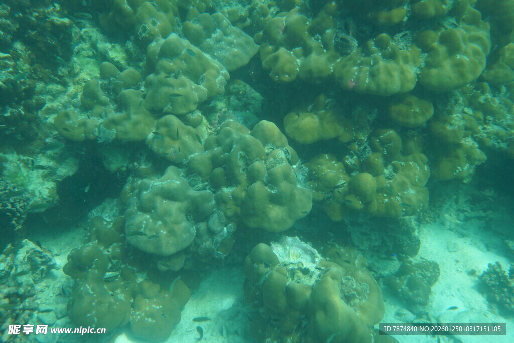 海底珊瑚景观