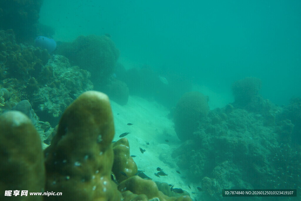 海底珊瑚景观