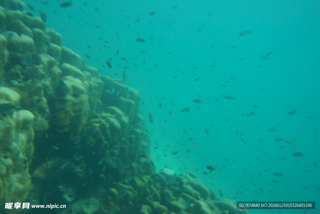 海底珊瑚礁景观