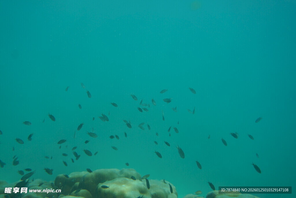 海底鱼群与礁石景观